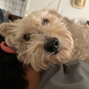 Meet your Posher, Kylie